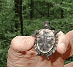 Click image for larger version

Name:	turtlephone2.gif
Views:	14
Size:	88.2 KB
ID:	194745