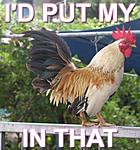 Click image for larger version

Name:	cock!.JPG
Views:	27
Size:	56.9 KB
ID:	204709