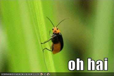 Name:  funny-pictures-oh-hai-bug.jpg
Views: 2
Size:  10.3 KB