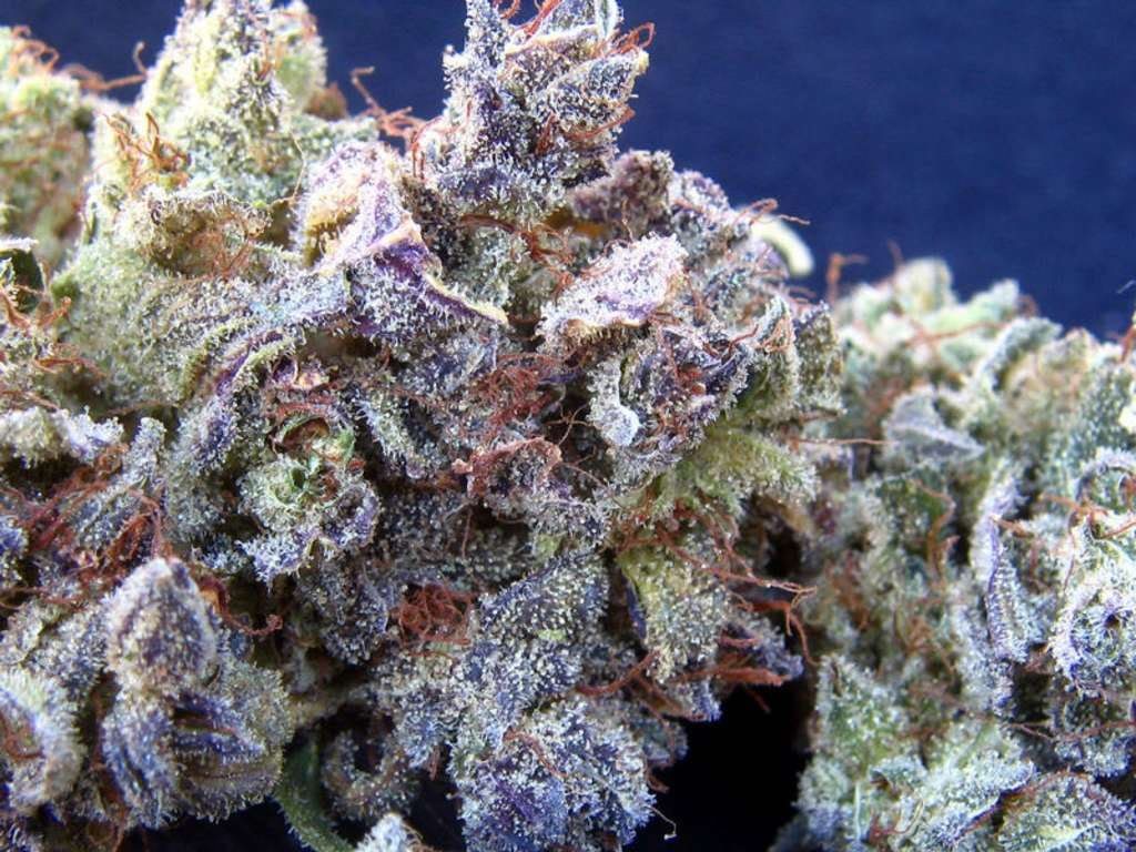 Name:  blueberry-kush.jpg
Views: 8
Size:  157.1 KB