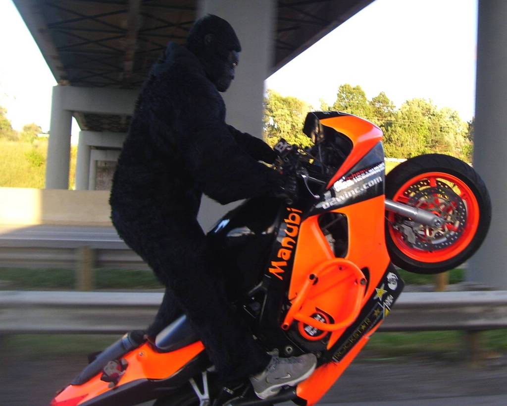 Name:  monkeywheelie.jpg
Views: 4
Size:  75.2 KB