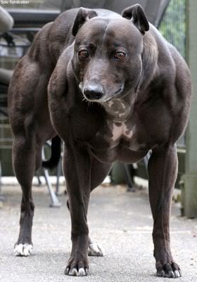 Name:  incredible_hulk_dog.jpg
Views: 1
Size:  20.7 KB